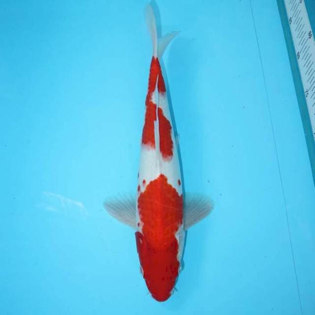 KOHAKU 31 CM