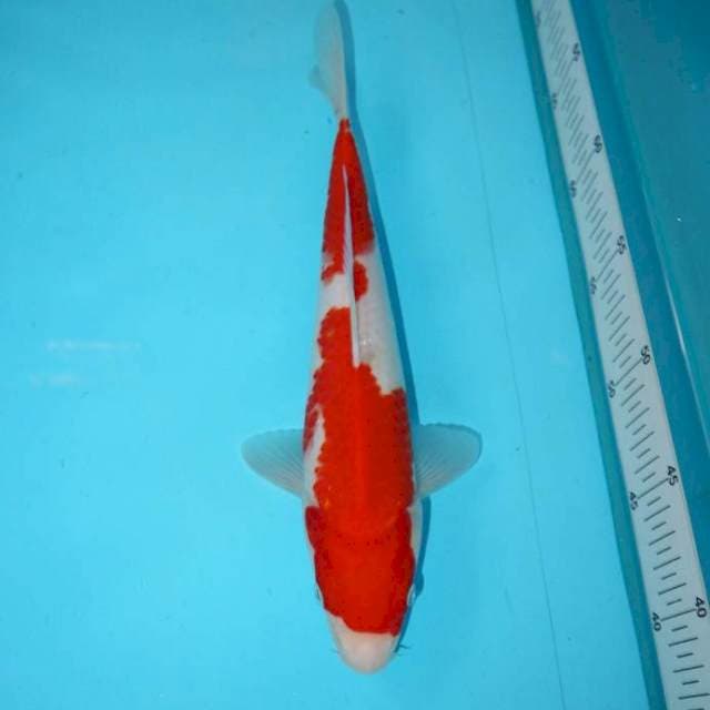 KOHAKU 30 CM