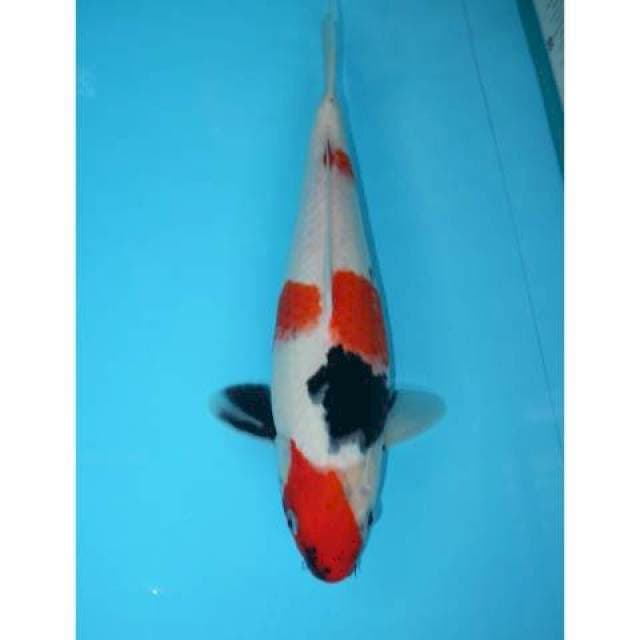 KINDAI SHOWA 31 CM