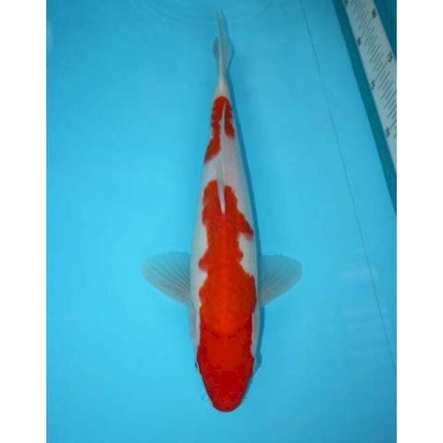 KOHAKU 33 CM