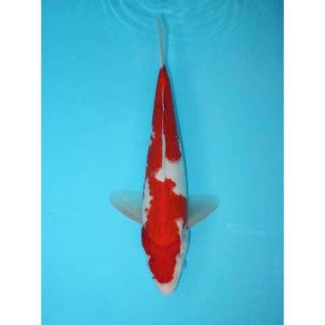 KOHAKU 31 CM