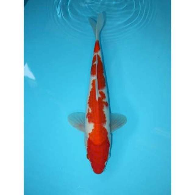STRAIGHT KOHAKU 33 CM