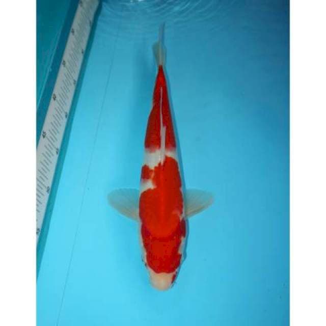 KOHAKU 33 CM