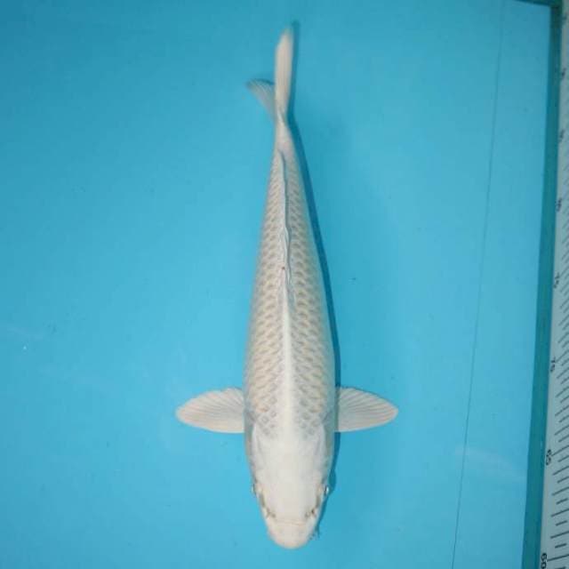 PLATINUM 29 CM