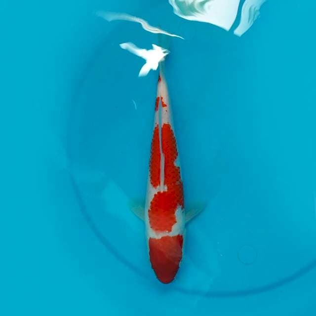 Kohaku 29cm