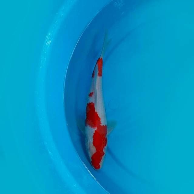 Kohaku 27cm