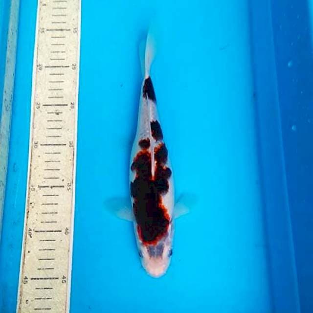 Goromo 28cm