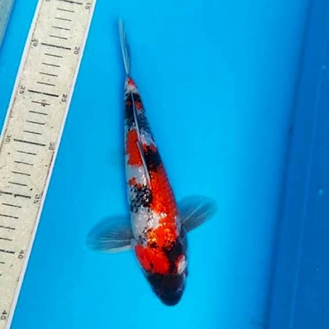 Showa ginrin 26cm