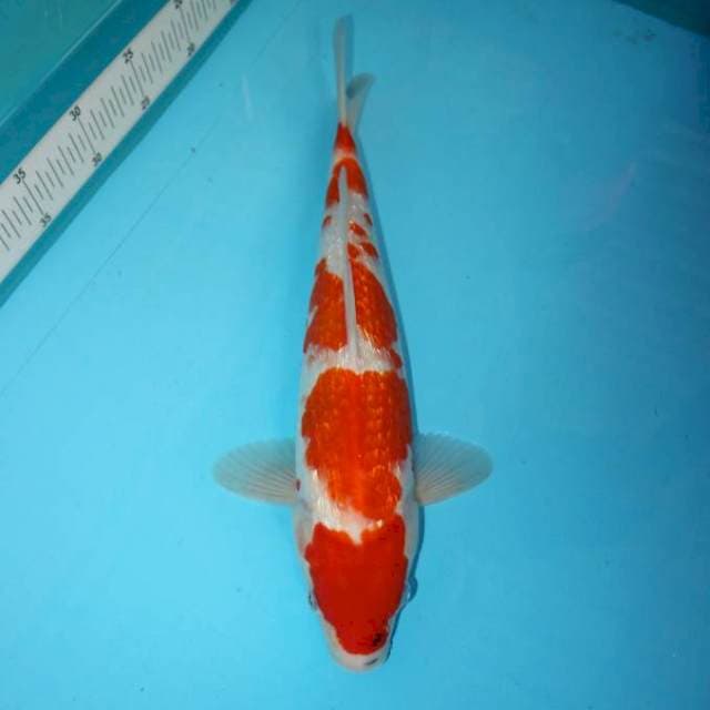 KOROMO GINRIN 38 CM