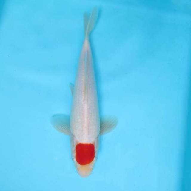 L. DAMARKOI ( ORI TANCHO )