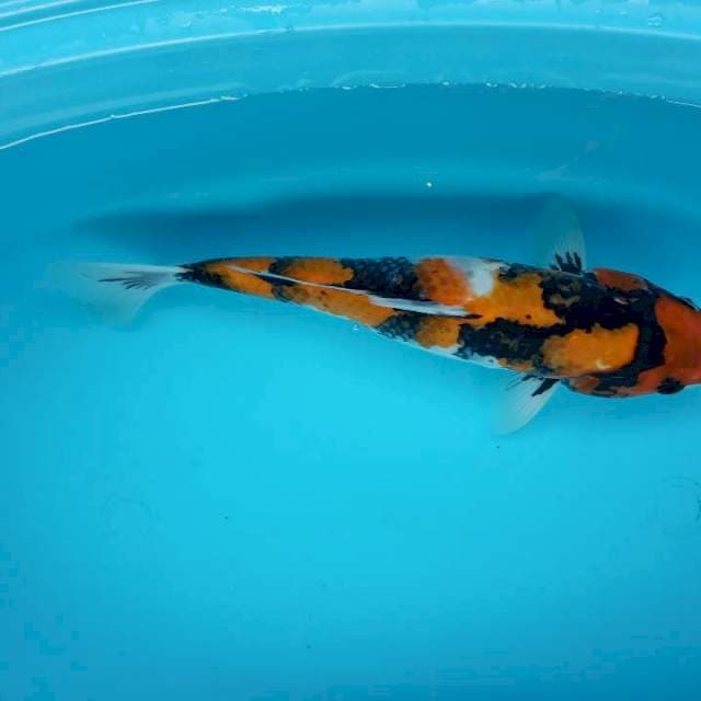 JANTAN 35 CM