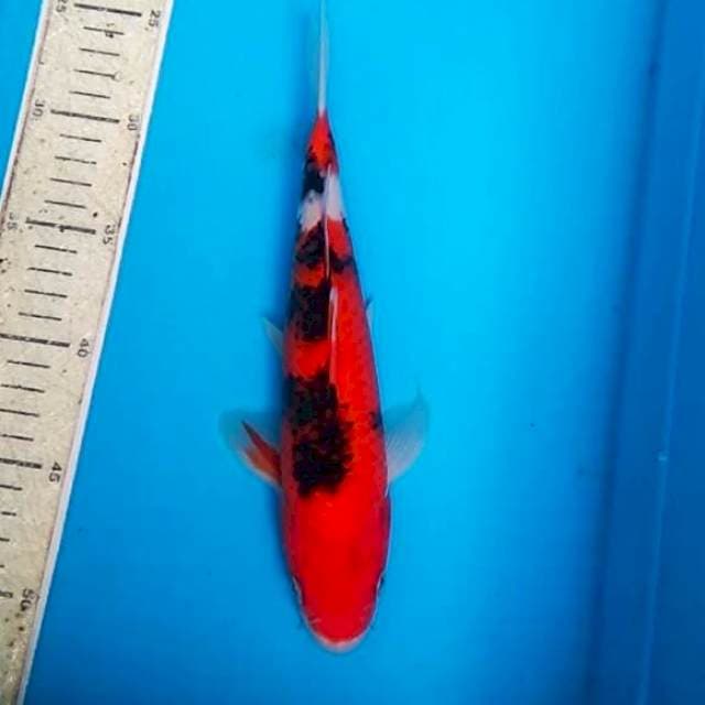 Sanke 26cm