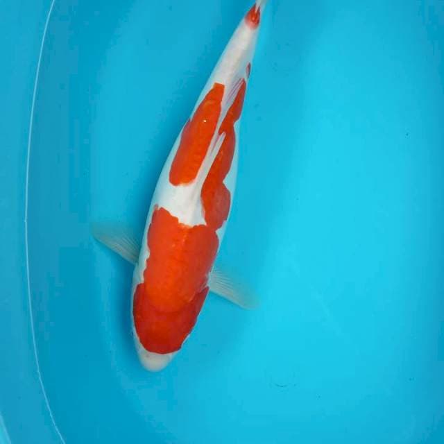 KOHAKU 40 CM