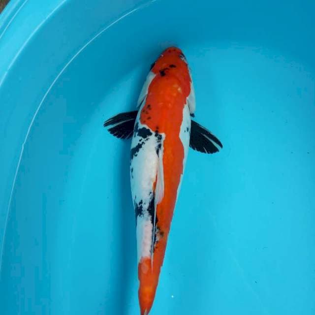 SHOWA DOITSU 38 CM