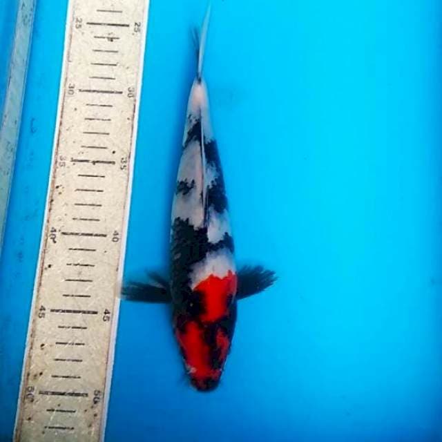 Tancho showa 25cm