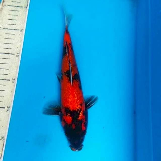 Hi showa ginrin 25cm