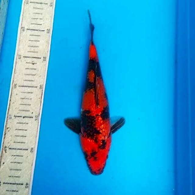 Hi showa ginrin 25cm