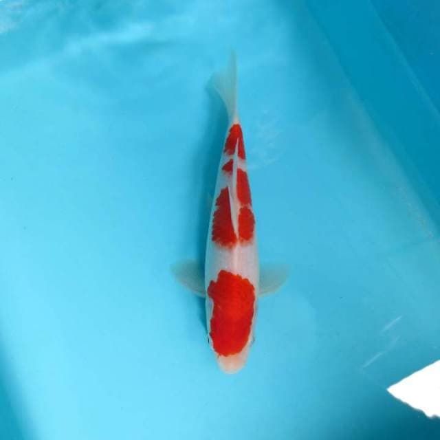 M. DAMARKOI ( KOHAKU )