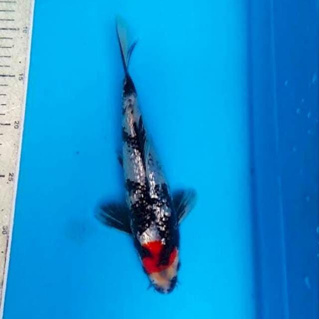 Tancho showa ginrin 24cm