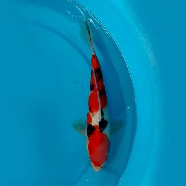 Sanke 27cm