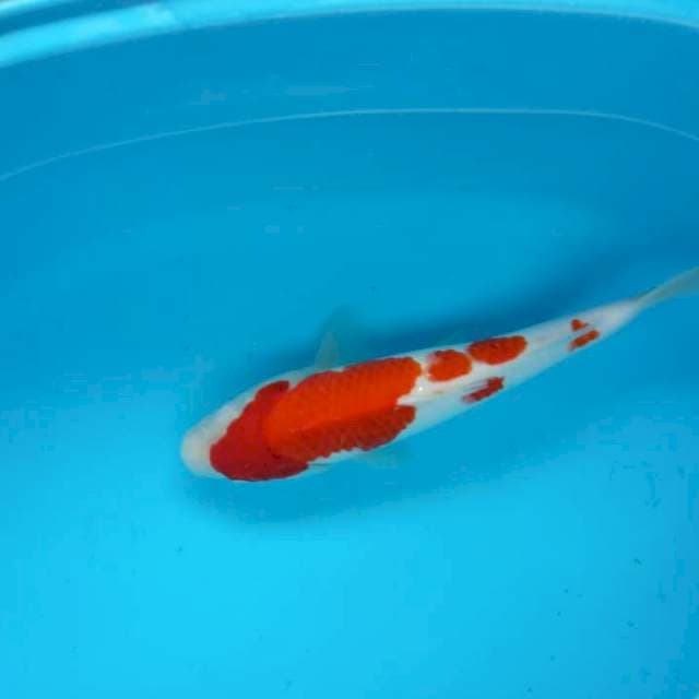 Kohaku cantik