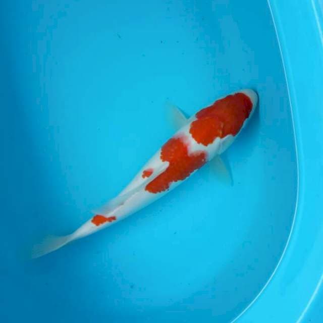 Kohakuuu