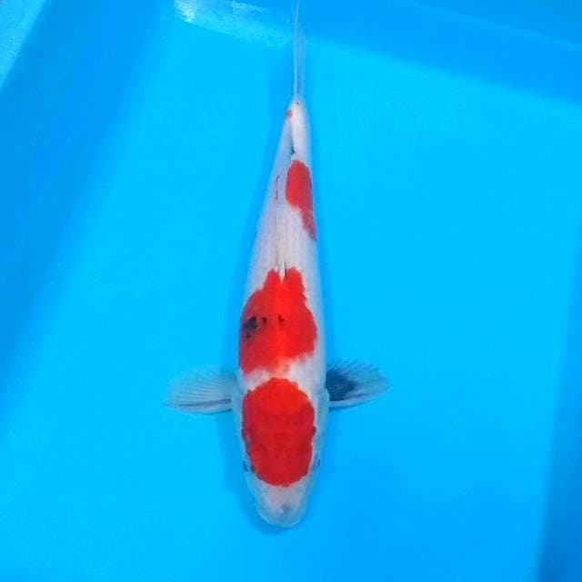 Male sandan showa tategoi merah 30cm