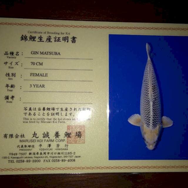 Gin Matsuba female (Marusei). Import dan Sertifikat