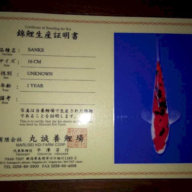 Sanke 16cm (Marusei). Import dan Sertifikat