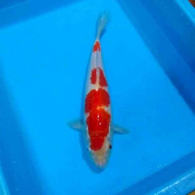 Jumbo kohaku 30up