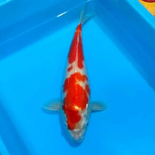 Jumbo kohaku 35bu