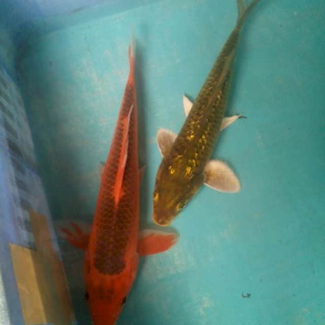 Cantik24,26cm