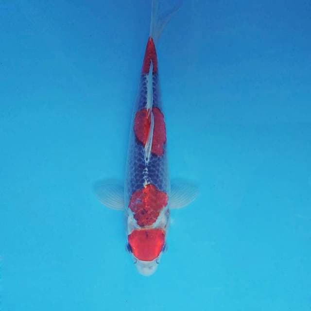 KARURA 4 - MARUTEN GOSHIKI ®