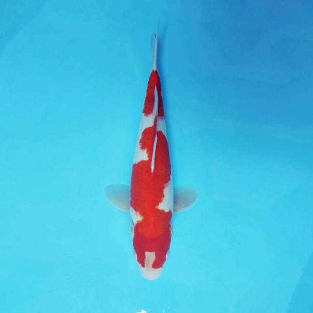 KARURA 7 - KOHAKU ®