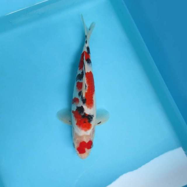 Q. DAMARKOI ( TAISHO TSUBOSUMI )