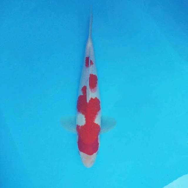 KARURA 11 - KOHAKU ®