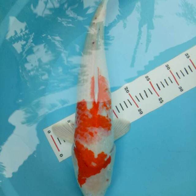Kohaku 51cm