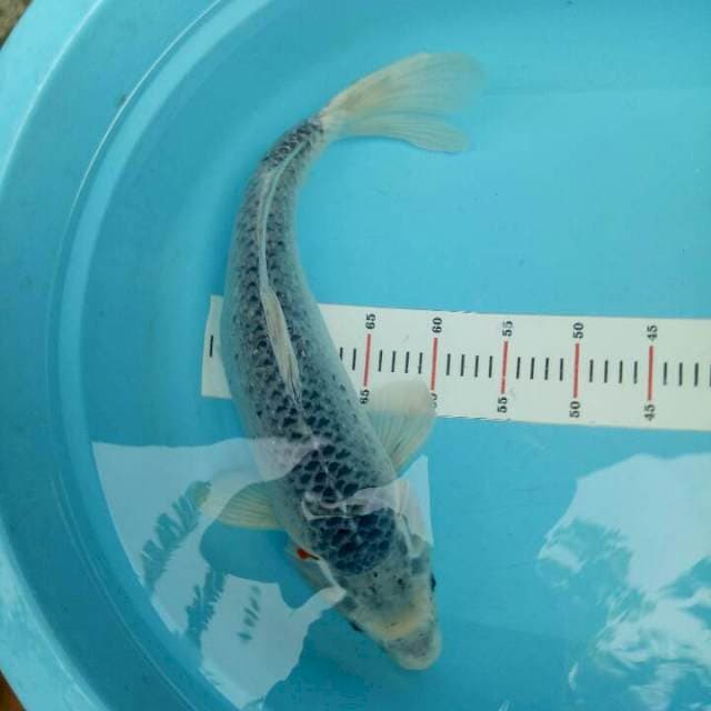 Asagi 51cm