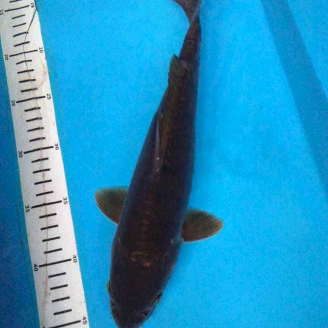 DOITSU CHAGOI 33 cm