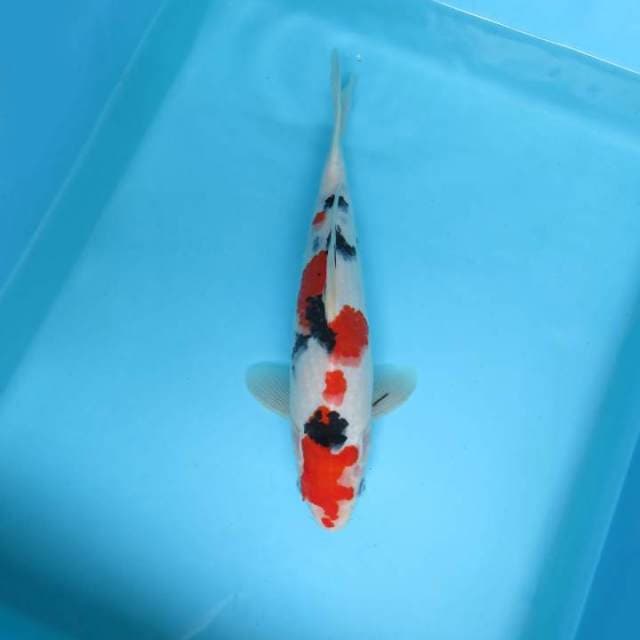 R. DAMARKOI ( TAISHO SANKE )