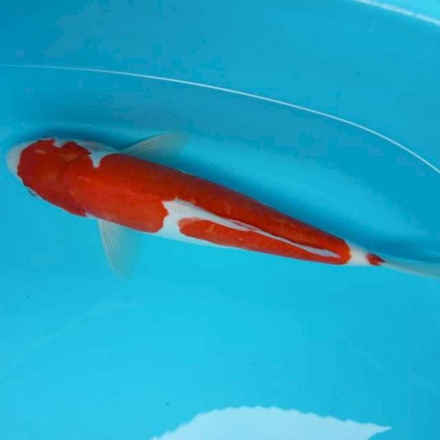 Kohaku
