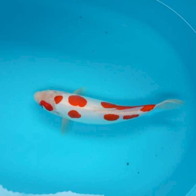 Kohaku
