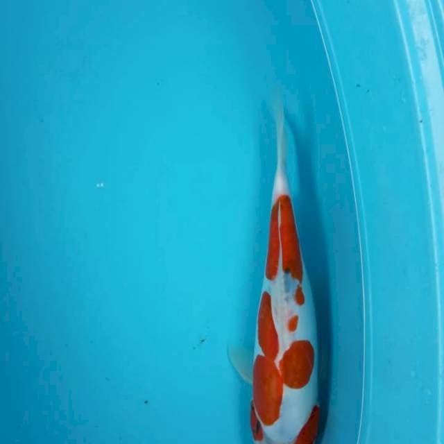 Kohaku