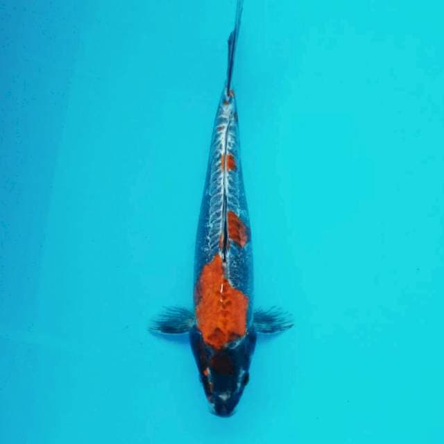 Beni kiko*35cm