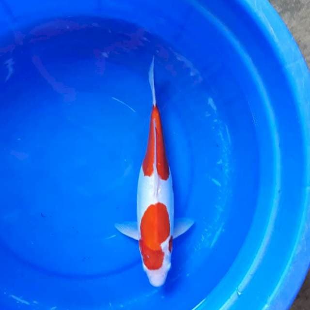 Kohaku doitsu