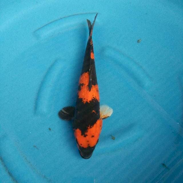 HI SHOWA ALI 38CM FEMALE