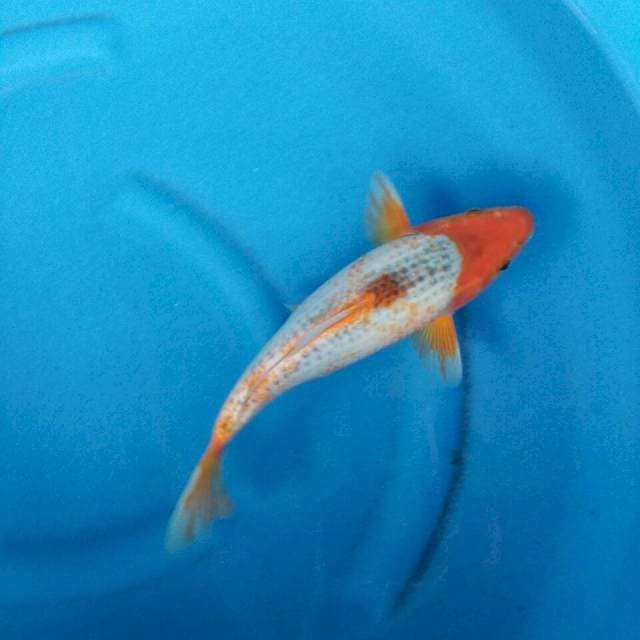 ASAGI ALI 28CM MALE