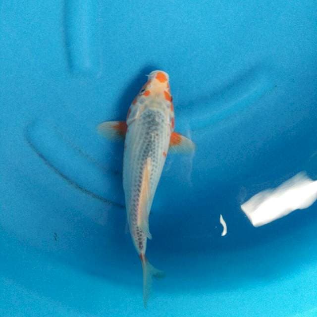 ASAGI ALI 30CM MALE