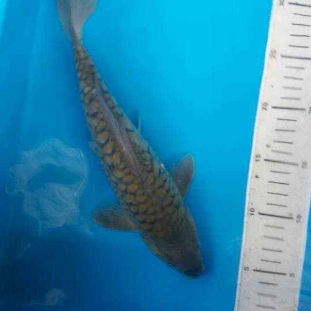 Caghoi midhori araghoke