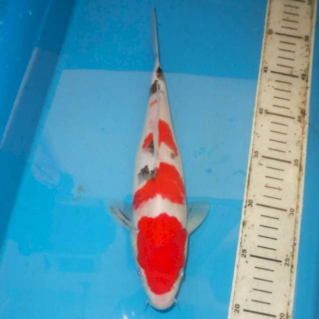 30cm SANKE